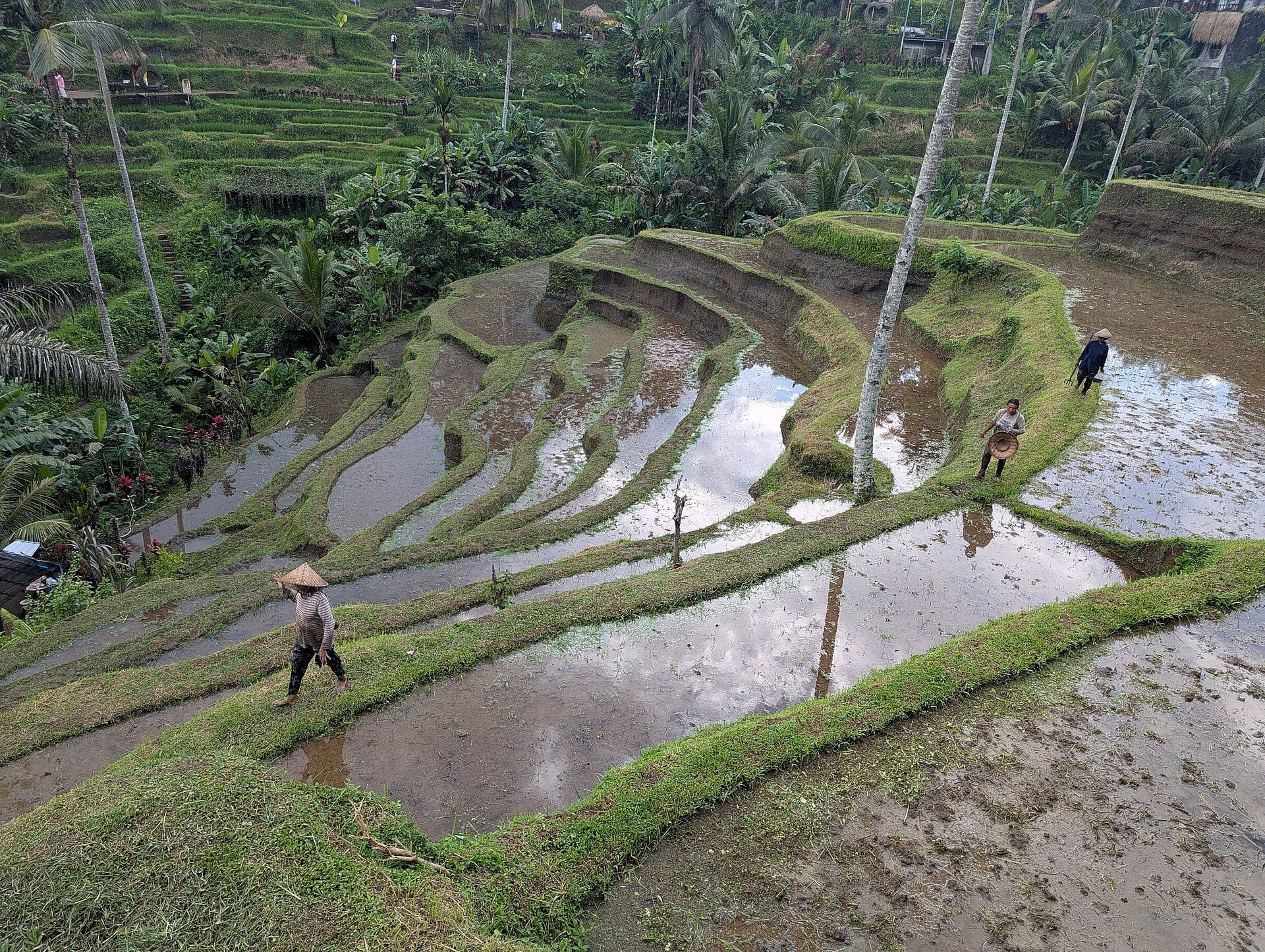 Tegallalang Rice Terrace Ubud Bali — filming location Indonesia